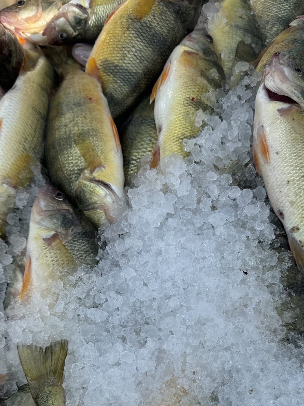 Whole yellow perch on crushed ice in the boat's tray