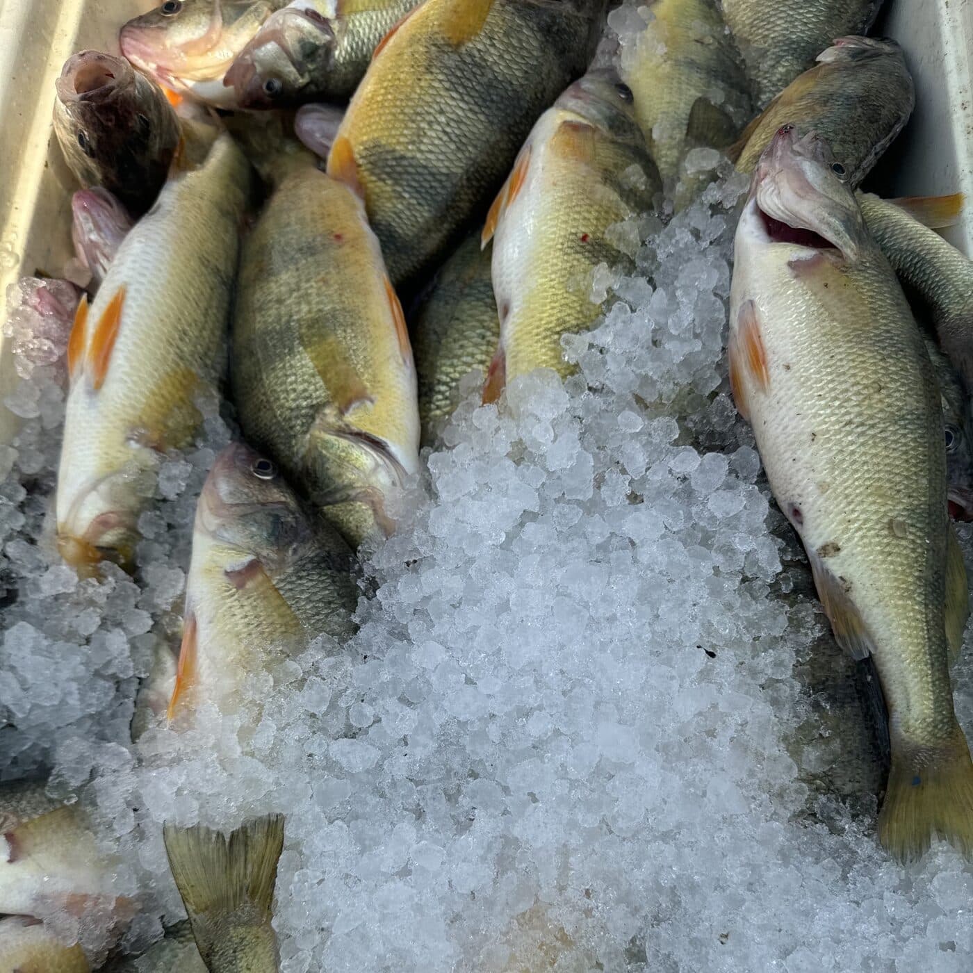 Whole yellow perch on crushed ice in the boat's tray