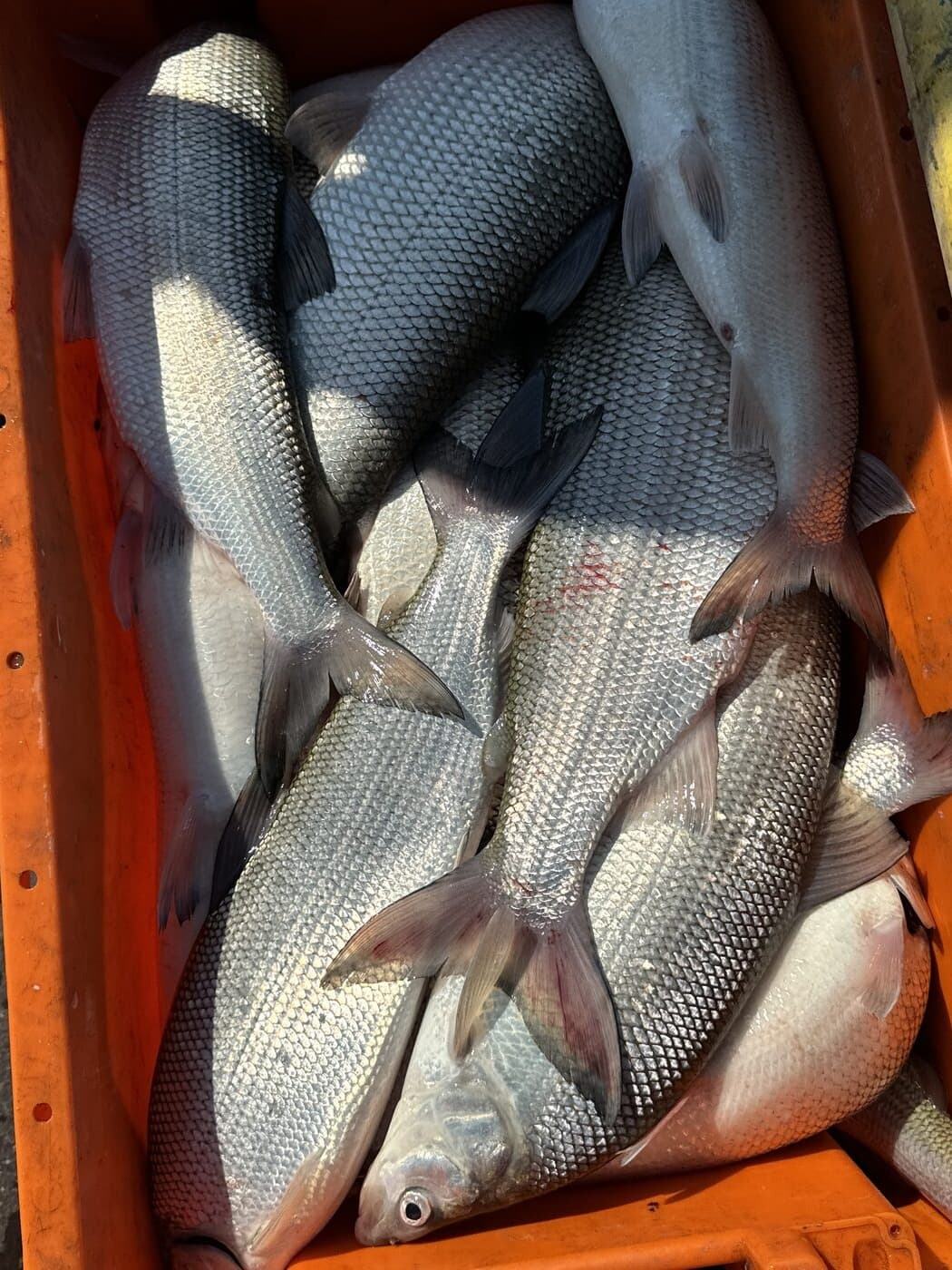 Whole lake whitefish packed into an orange crate on the dock