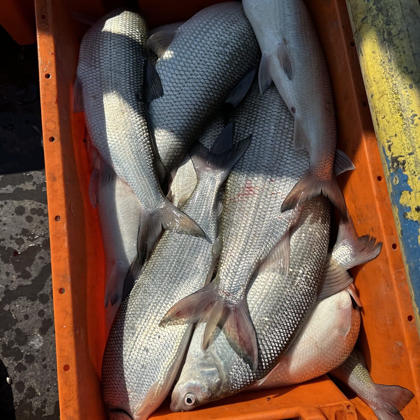 Whole lake whitefish packed into an orange crate on the dock