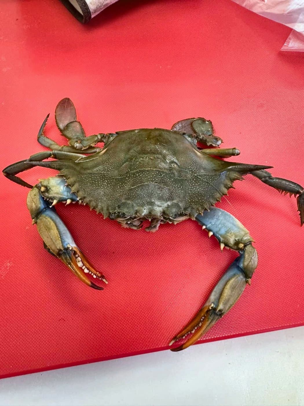 Blue Crab