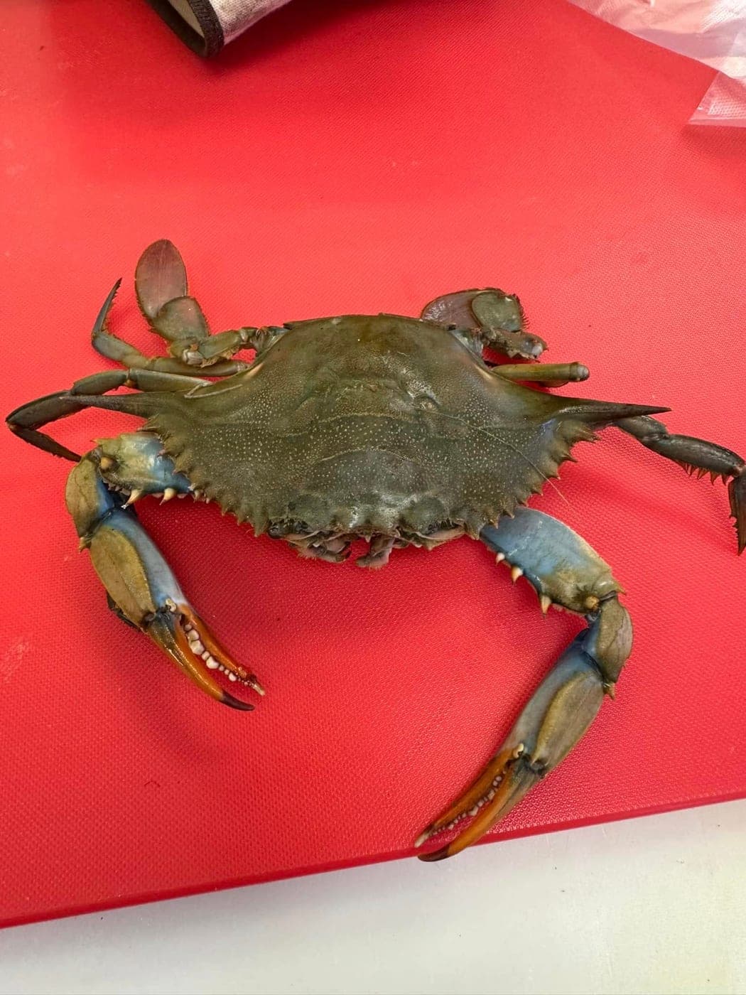 Blue Crab