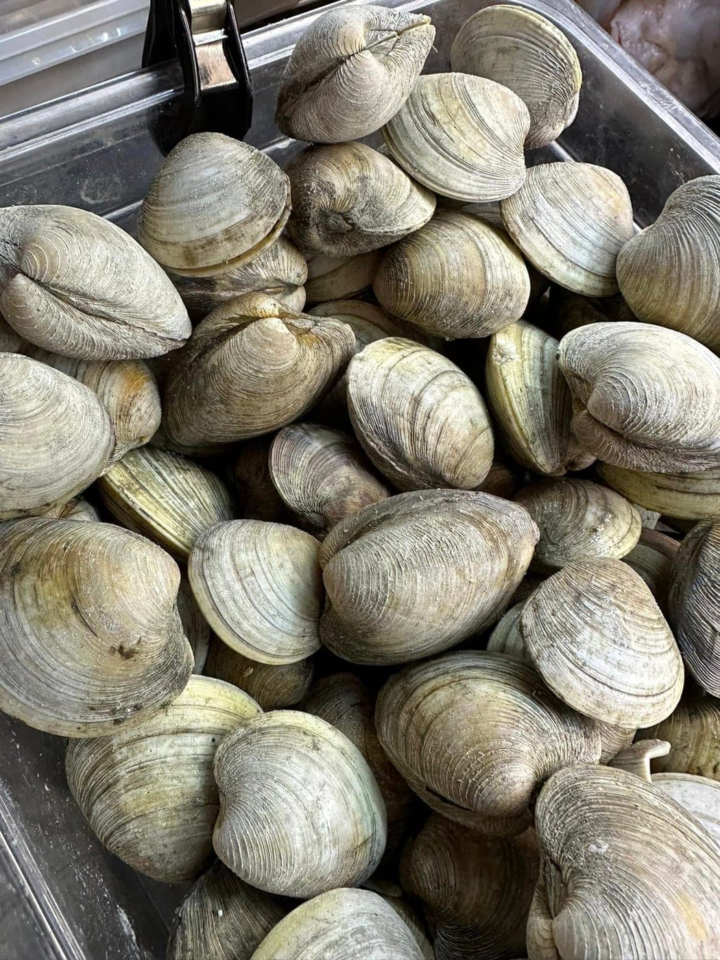 Clams