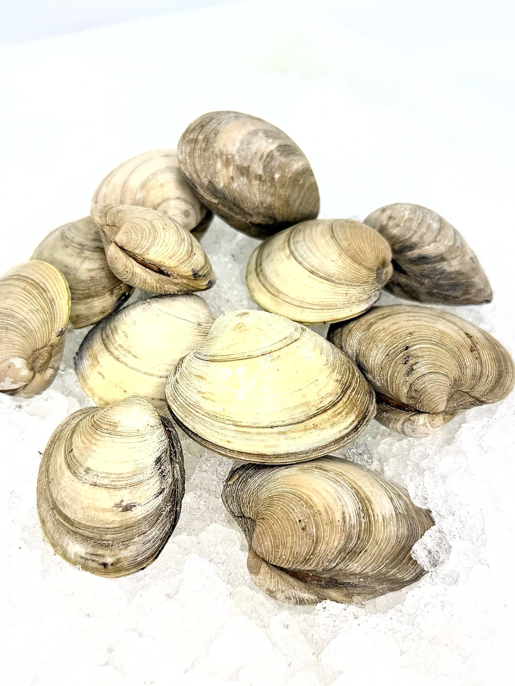 Clams
