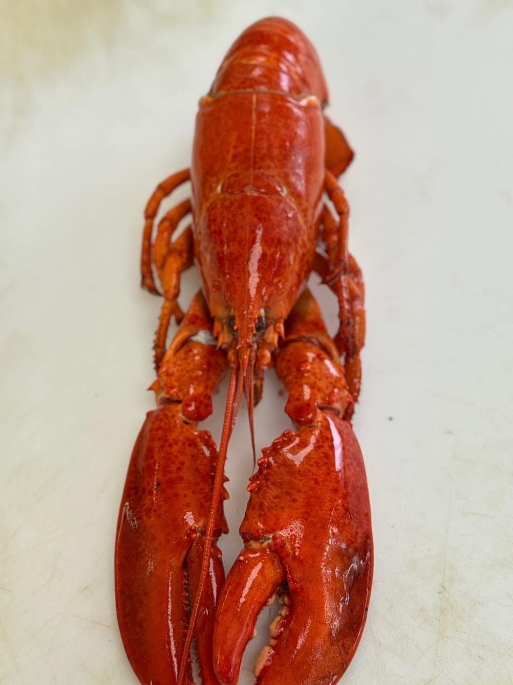 Lobster