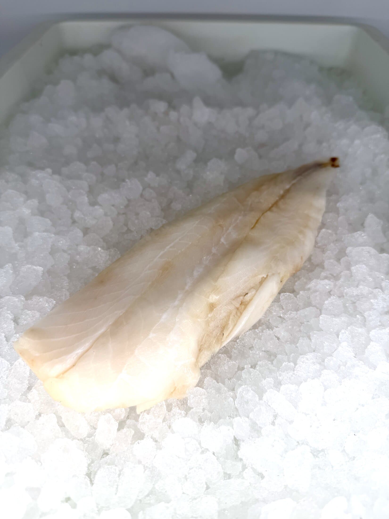 Orange Roughy