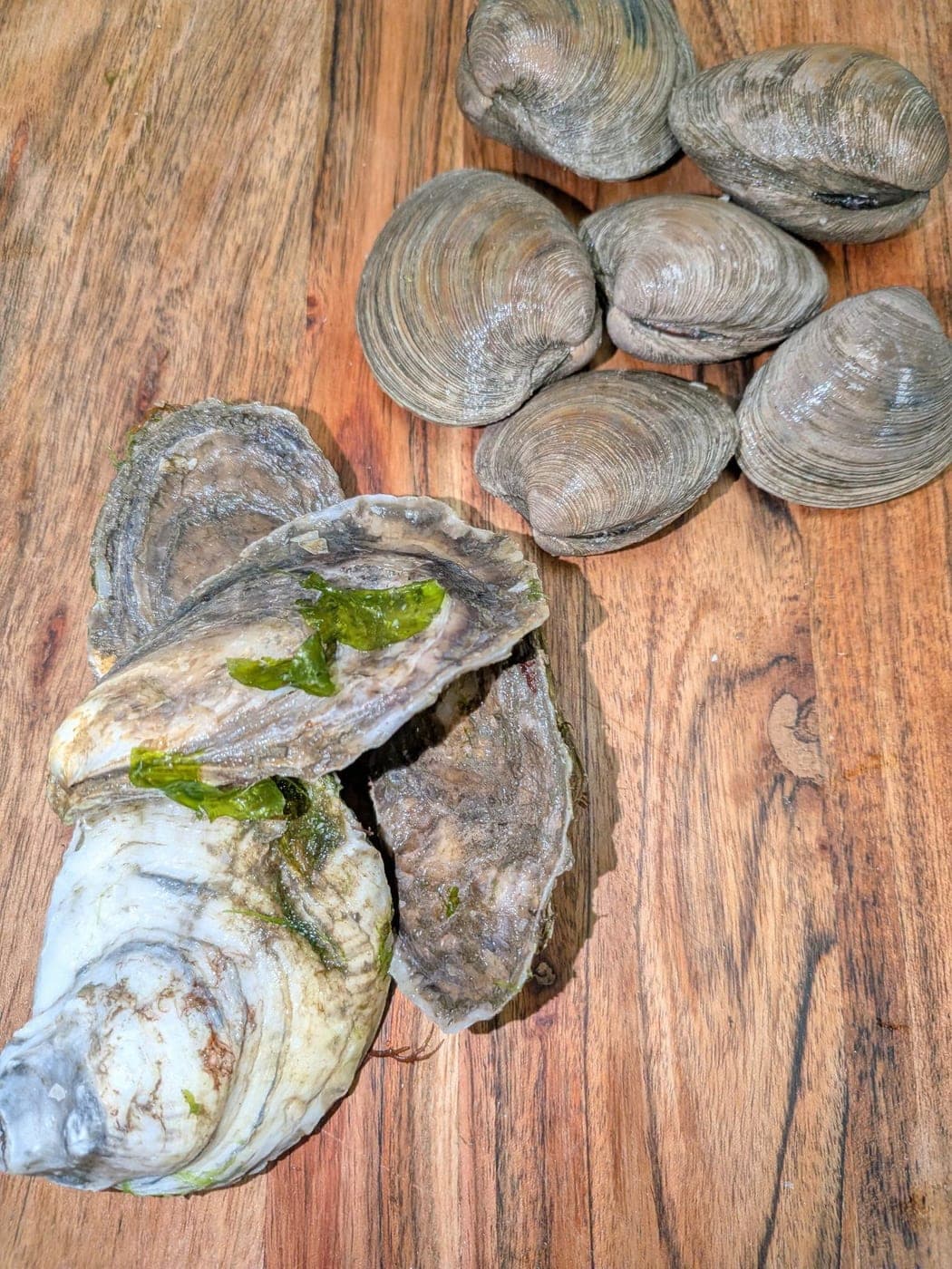Oysters