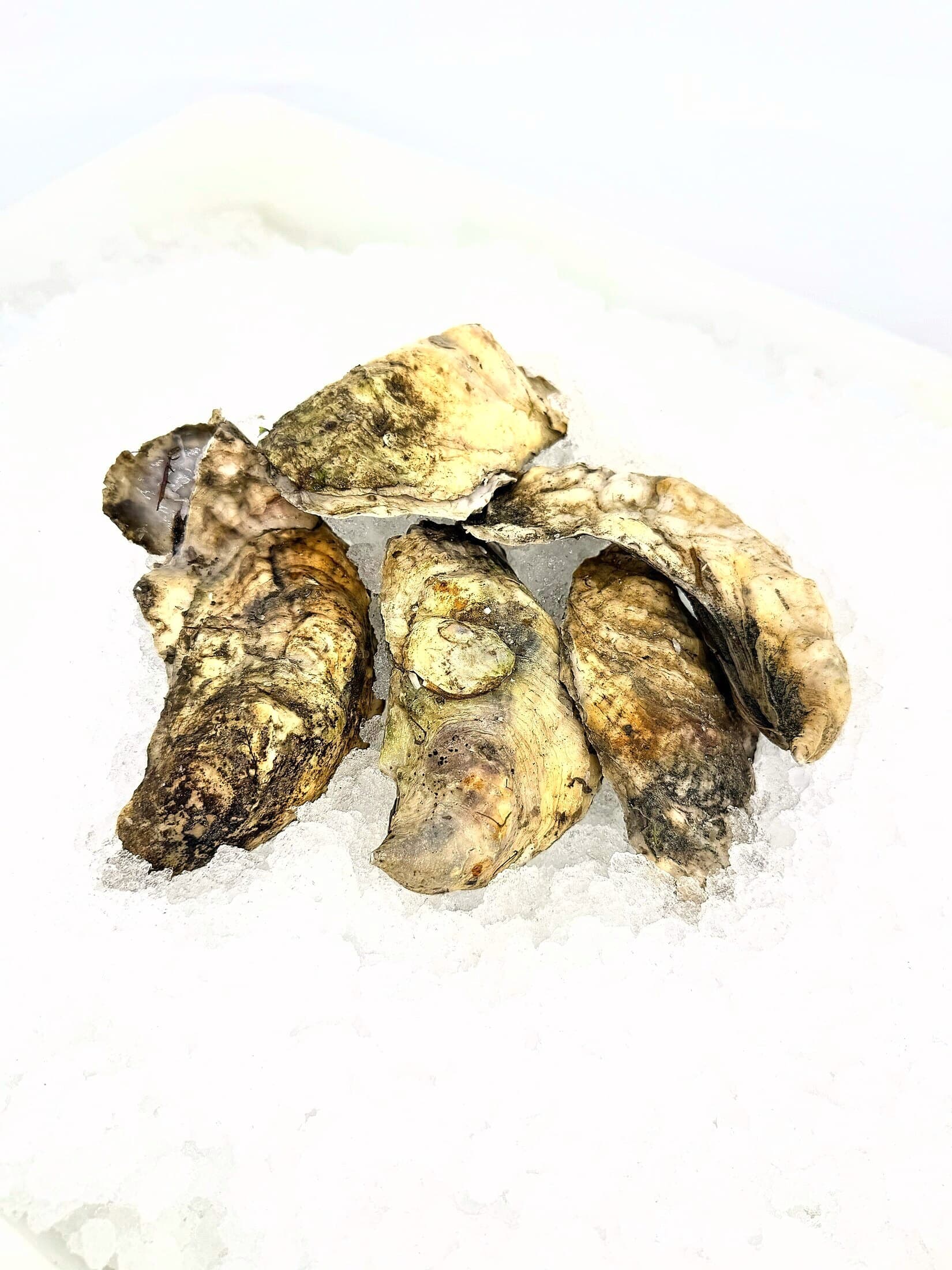 Oysters