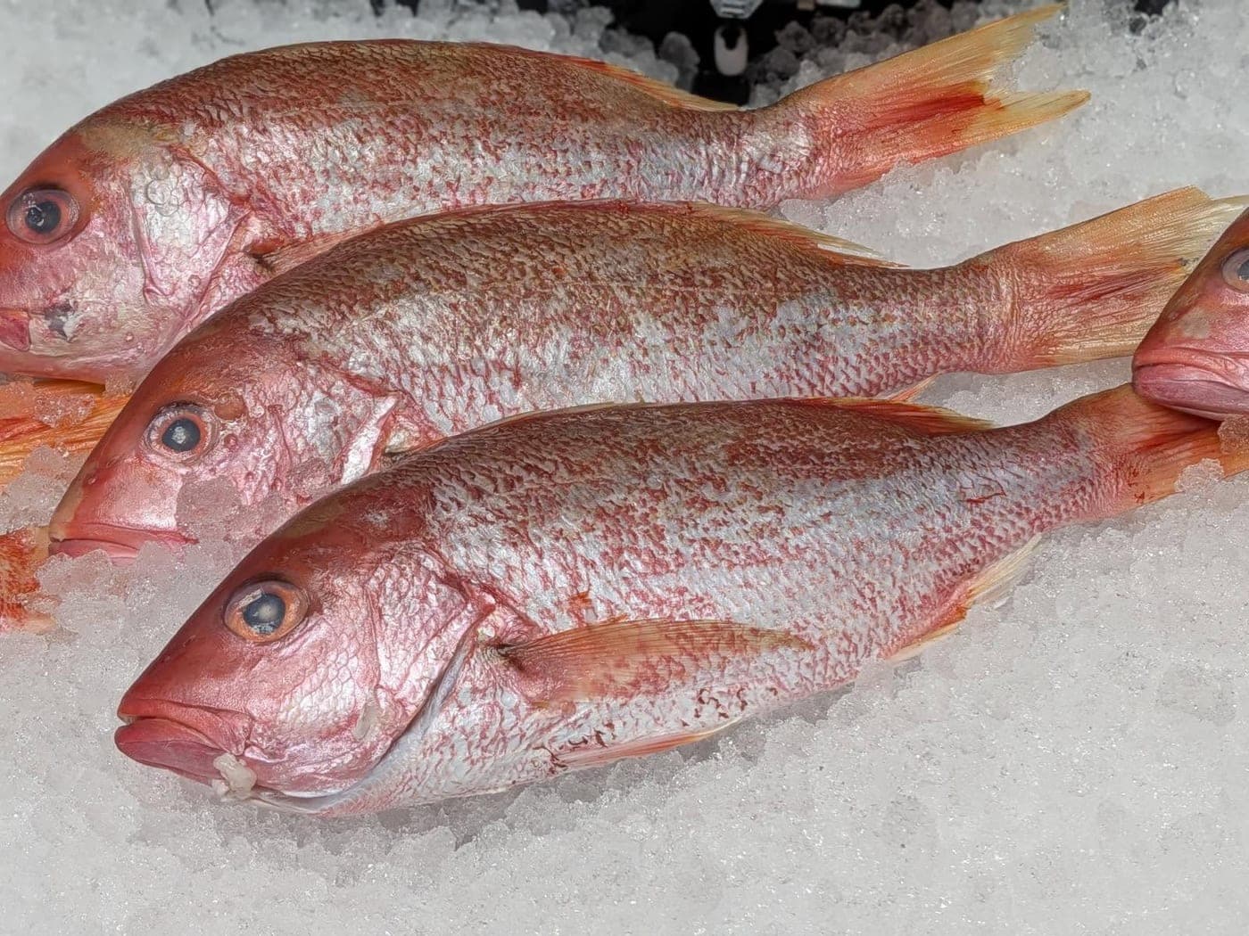 Red Snapper