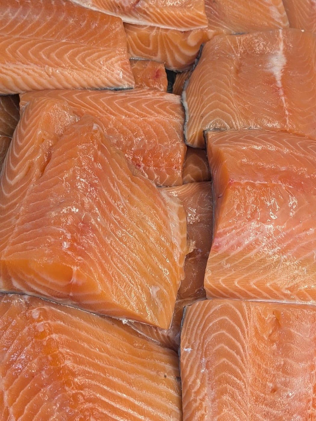 Salmon