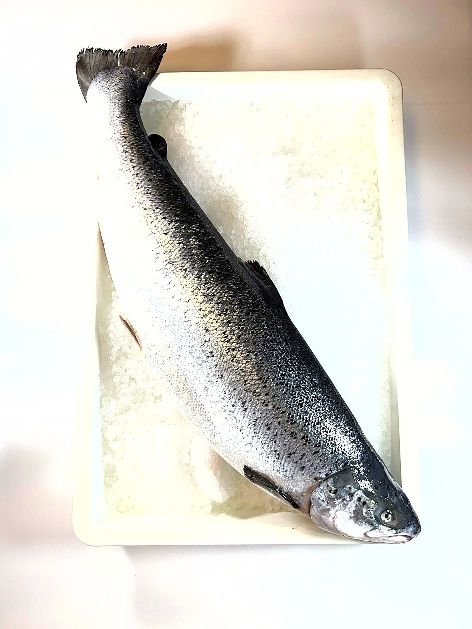 Salmon