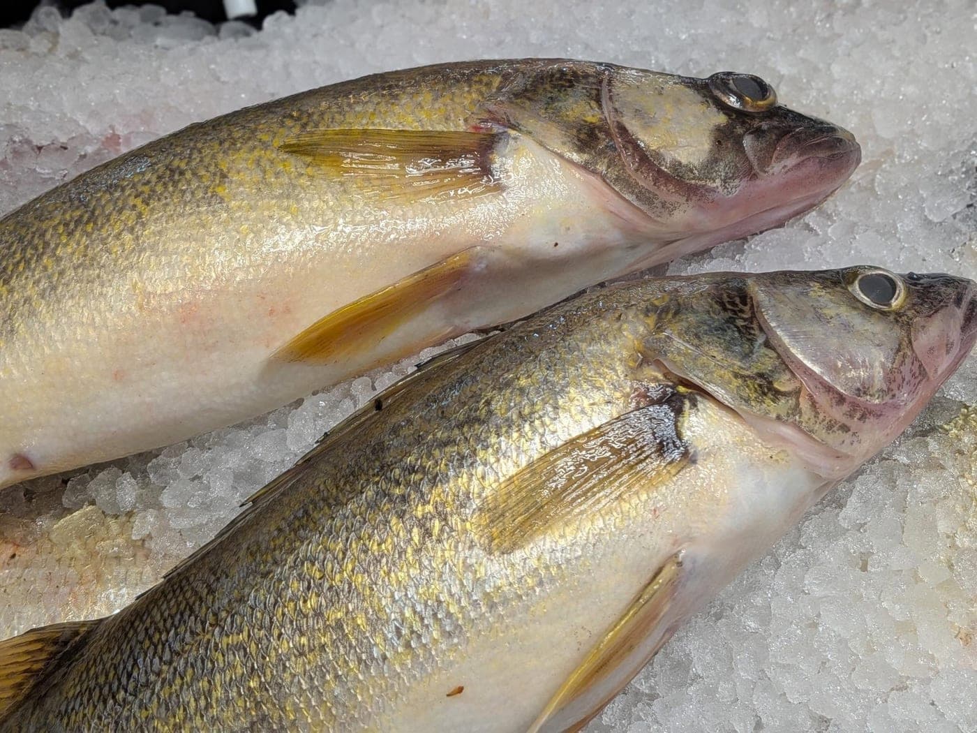 Walleye