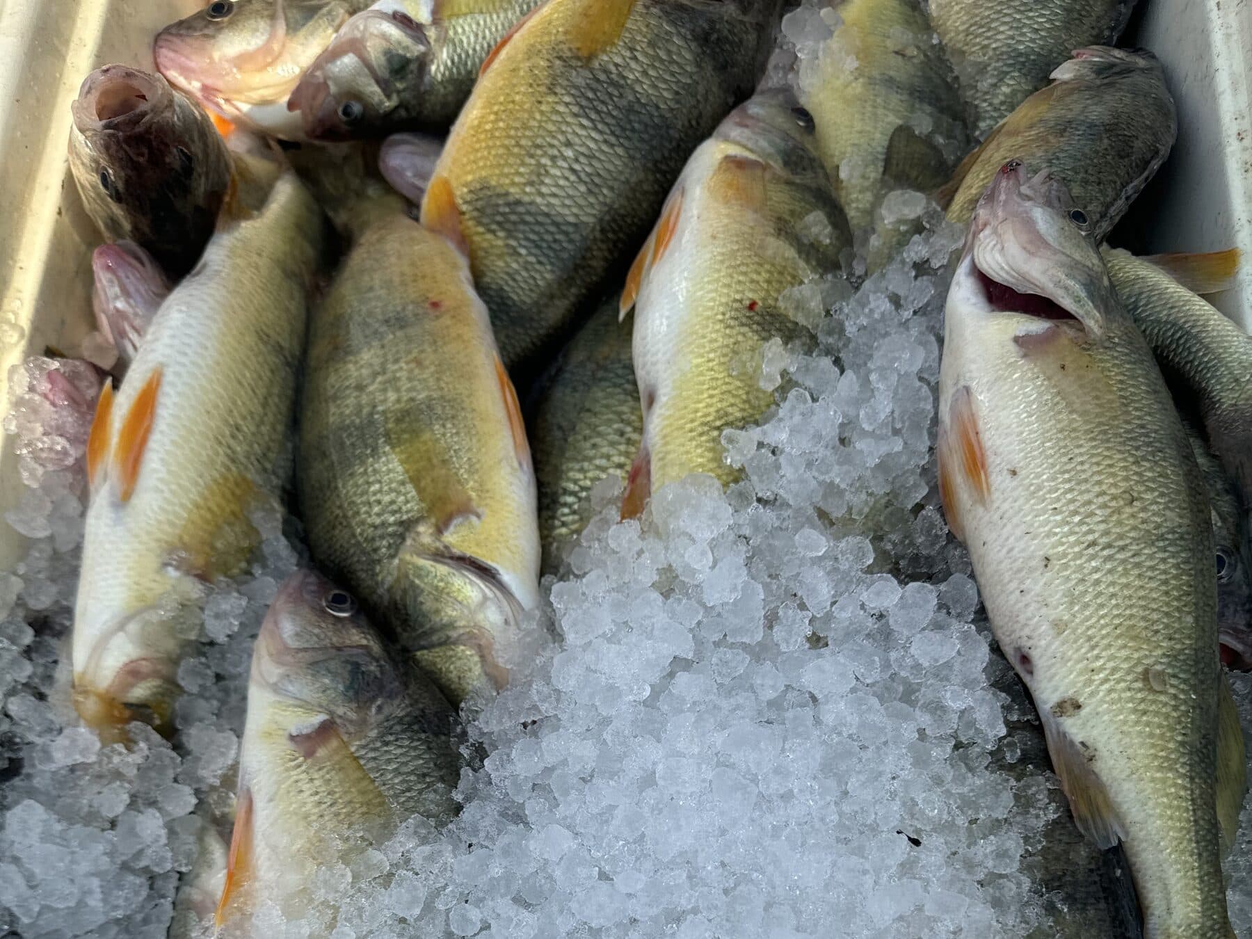 Whole yellow perch on crushed ice in the boat's tray